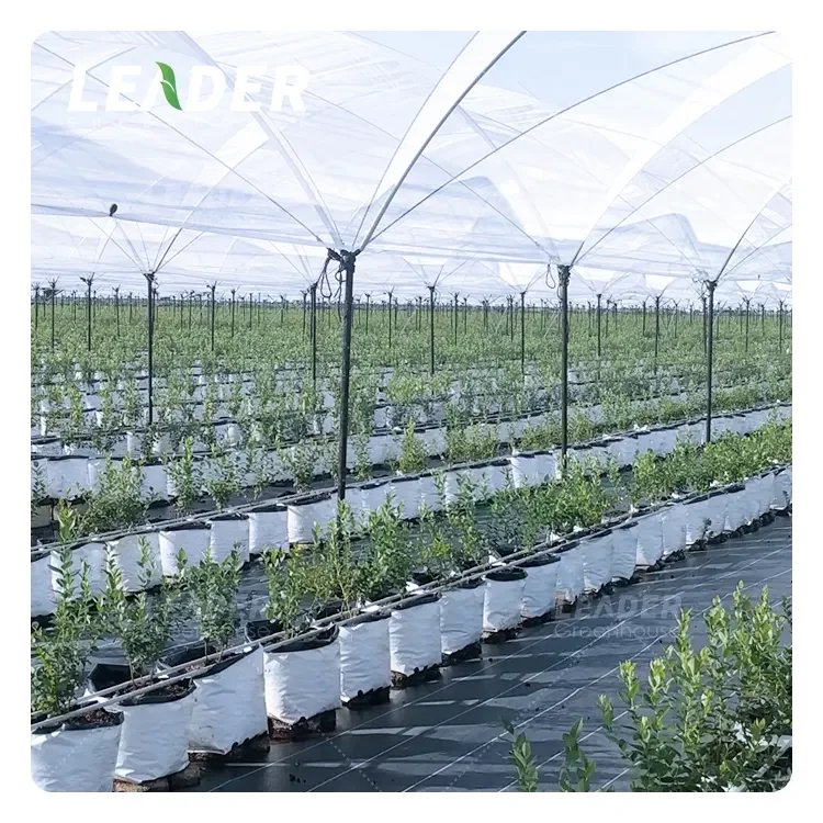 Low cost multi-span green house farming agricultural greenhouse for berries