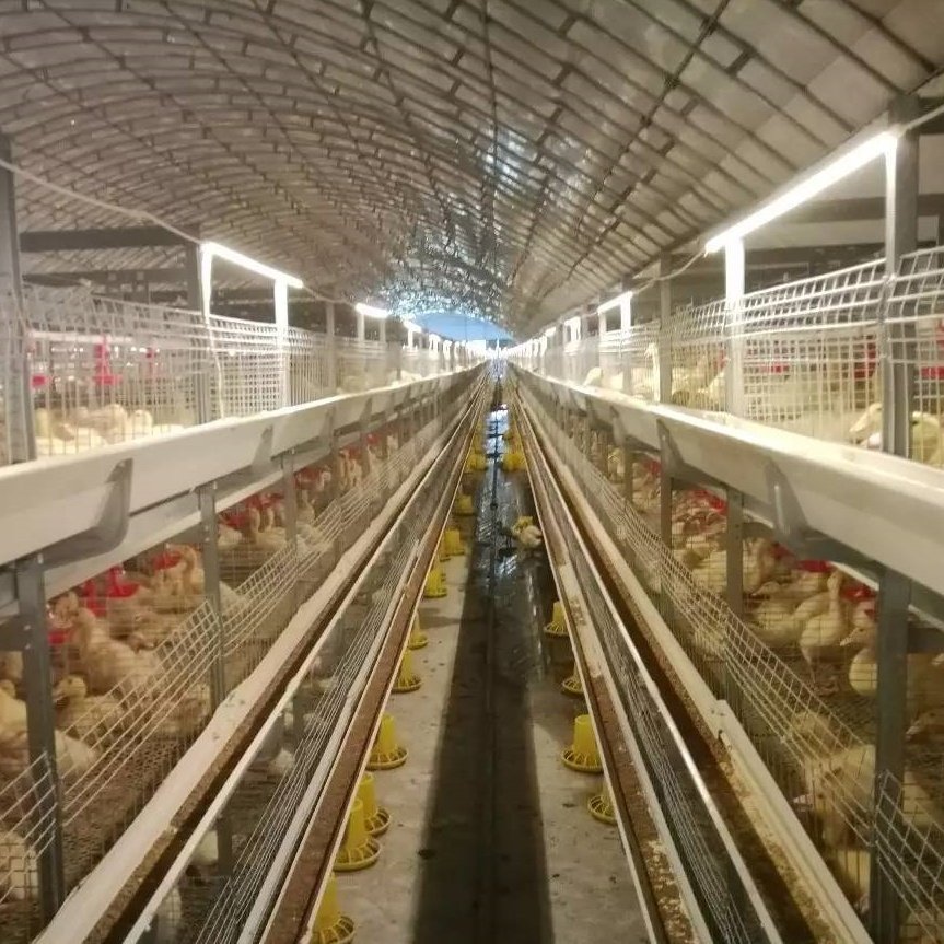 livestock tunnel greenhouse hot-dip galvanized Farming chickens and ducks Poultry use Farms