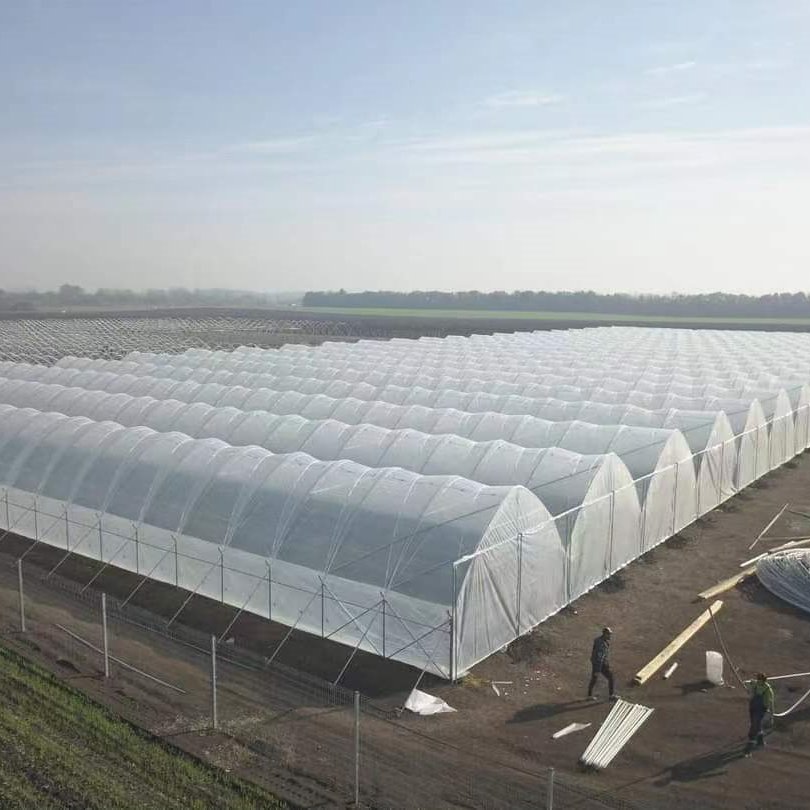 Chinese Supplier Multi-span Plastic Film Agriculture Greenhouses For Sale