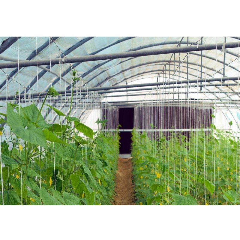Factory Price Vegetables Steel Structure Agricultural Greenhouses to Planting Vegetables for USA/Canada/Middle East/Africa