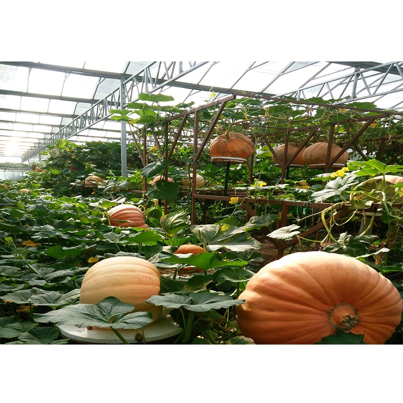 Factory Price Vegetables Steel Structure Agricultural Greenhouses to Planting Vegetables for USA/Canada/Middle East/Africa