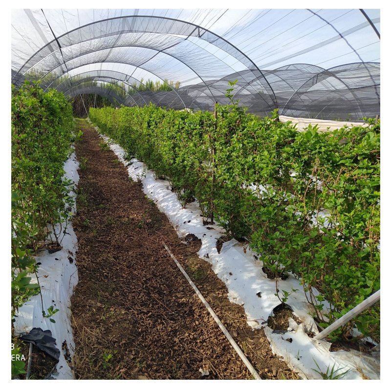 Factory cost price Large Size High Tunnel Agricultural Greenhouse film for Tomato growing