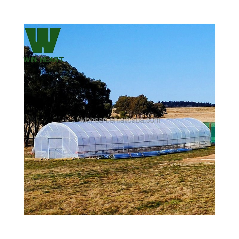 Tunnel Agricultural Greenhouses for sale