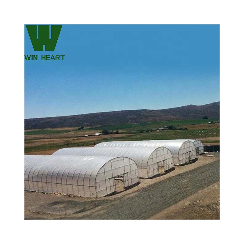 Tunnel Agricultural Greenhouses for sale