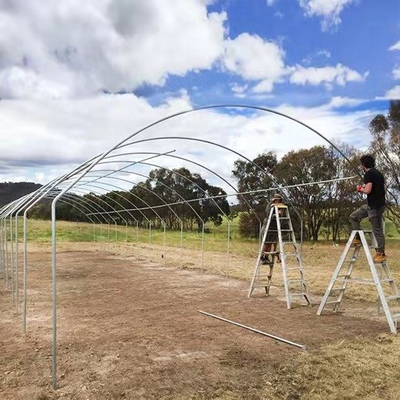 Galvanized steel Frame Single span PE Film greenhouse for Agriculture Low cost Tunnel greenhouse for flowers plant