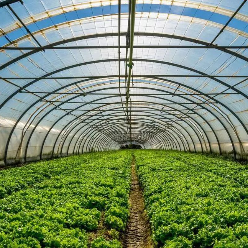 High Quality Plastic Film Greenhouse for Vegetables & Flowers Best Price Agricultural Greenhouse for Wholesales