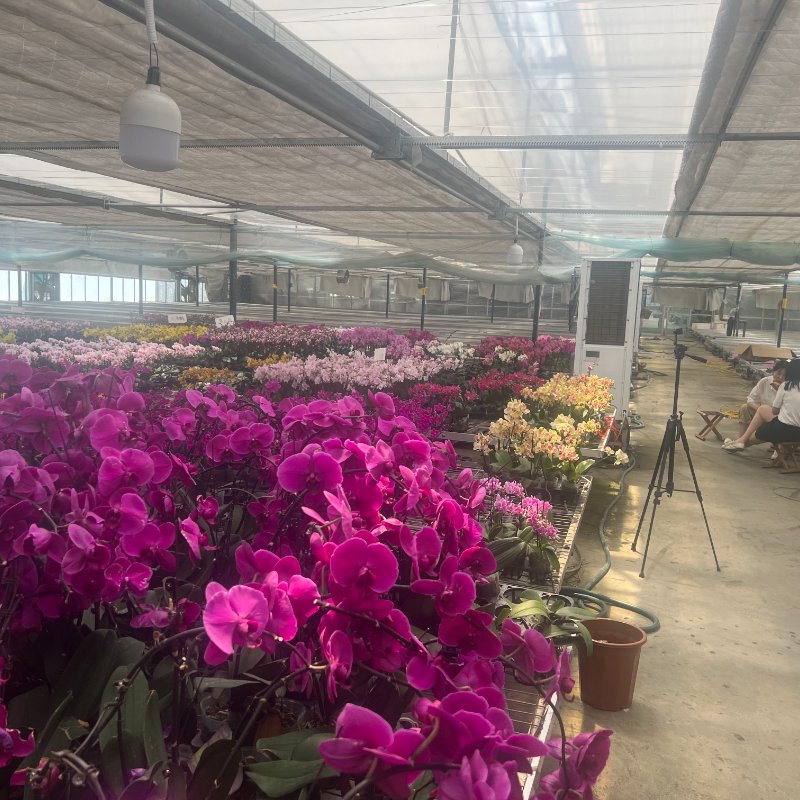 High Quality Plastic Film Greenhouse for Vegetables & Flowers Best Price Agricultural Greenhouse for Wholesales