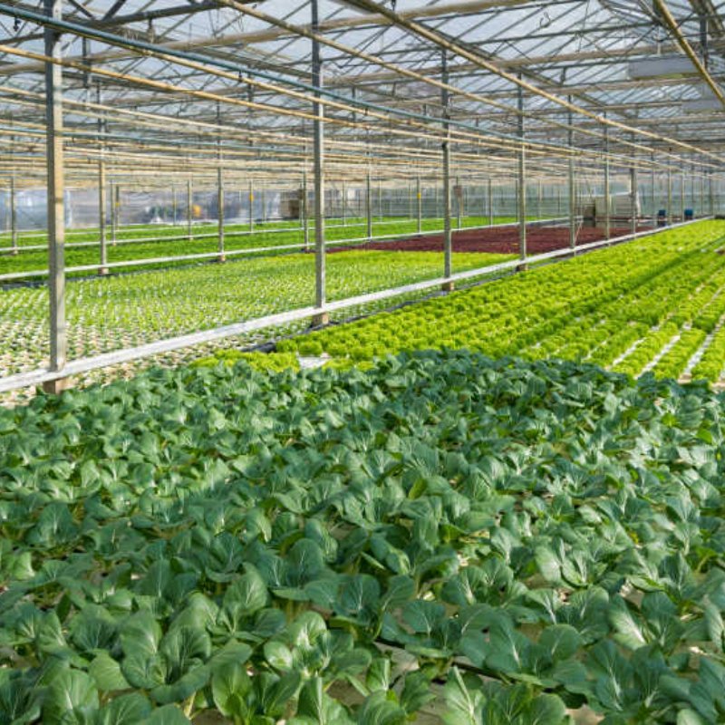 High Quality Plastic Film Greenhouse for Vegetables & Flowers Best Price Agricultural Greenhouse for Wholesales