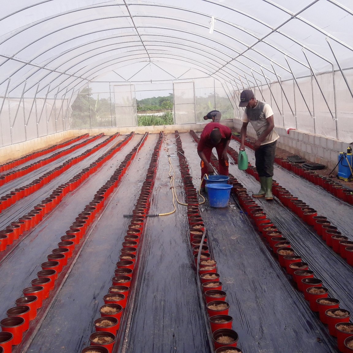 TOP quality manufacturer Agricultural Tunnel Single-span Greenhouse