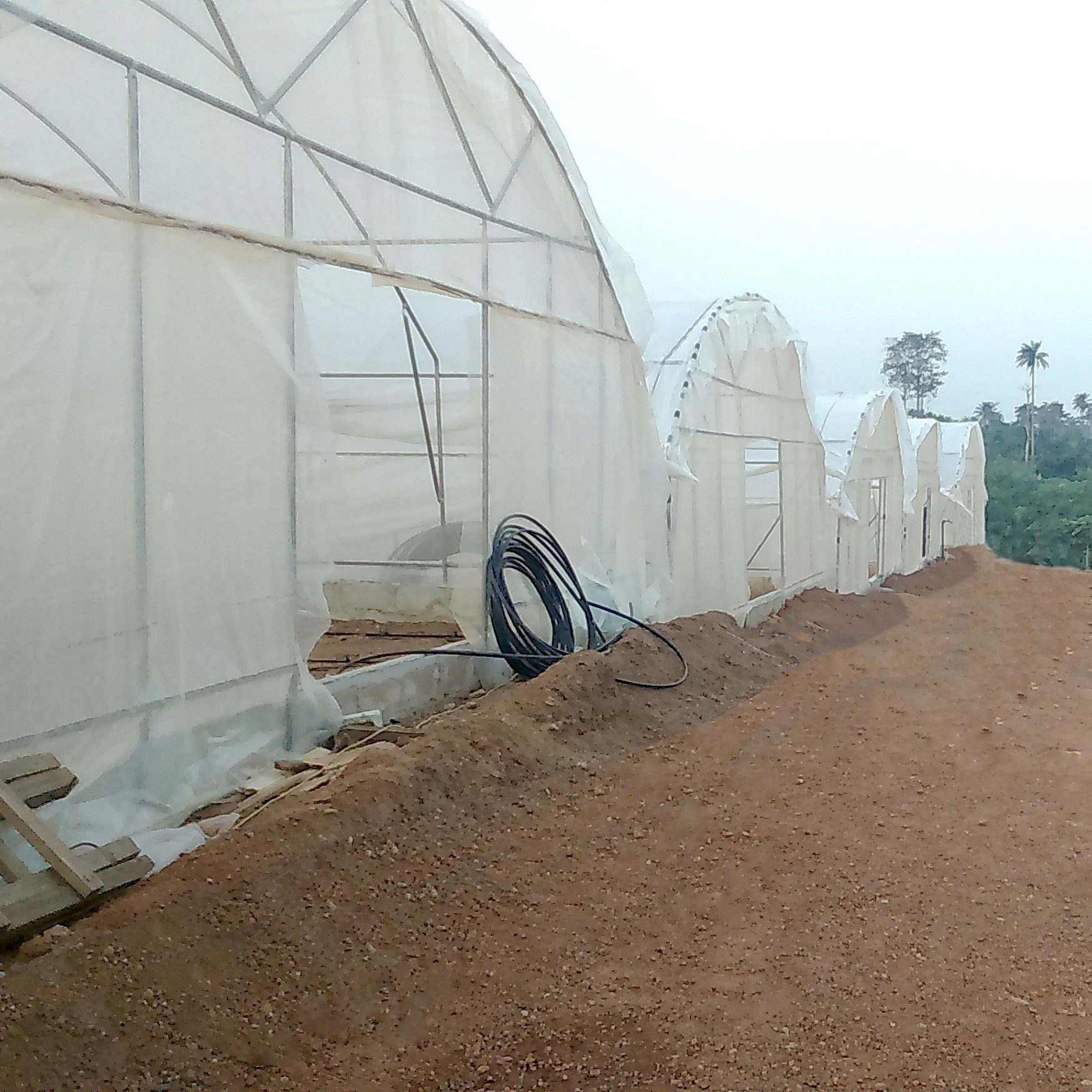 TOP quality manufacturer Agricultural Tunnel Single-span Greenhouse