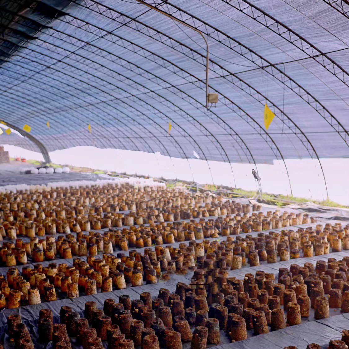 Passive solar greenhouse, tunnel greenhouse, mushroom growing single span greenhouse kit