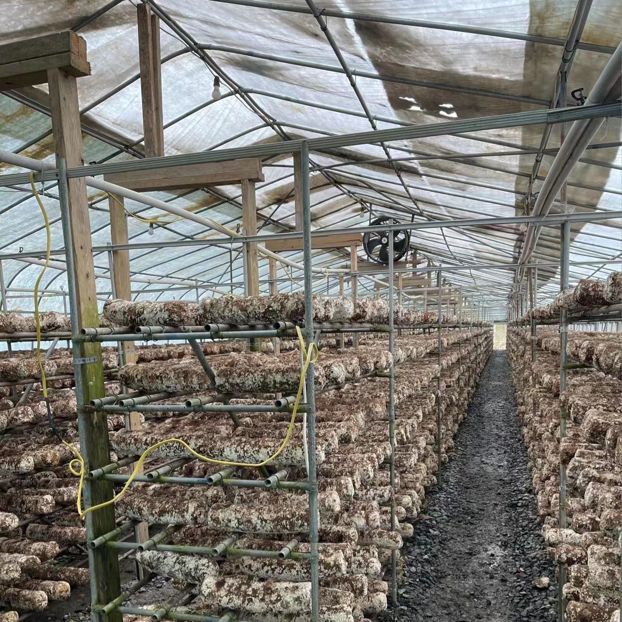 Passive solar greenhouse, tunnel greenhouse, mushroom growing single span greenhouse kit