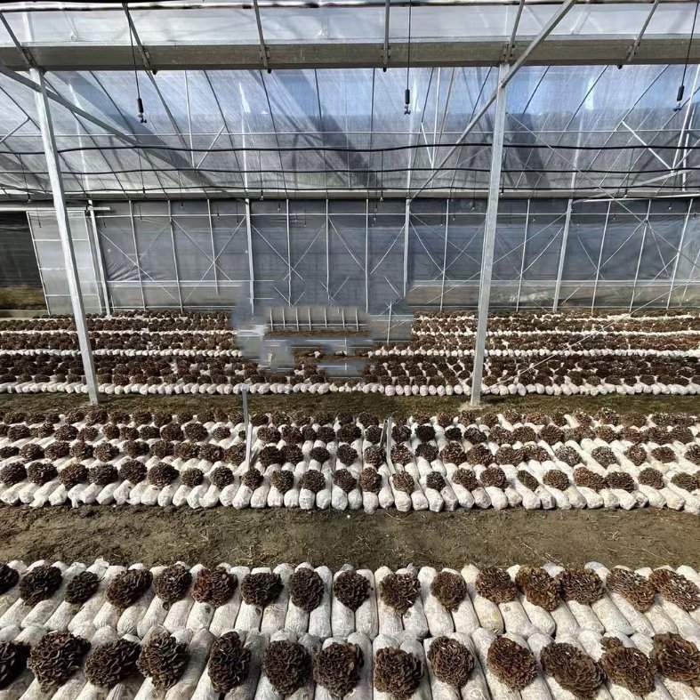 Passive solar greenhouse, tunnel greenhouse, mushroom growing single span greenhouse kit