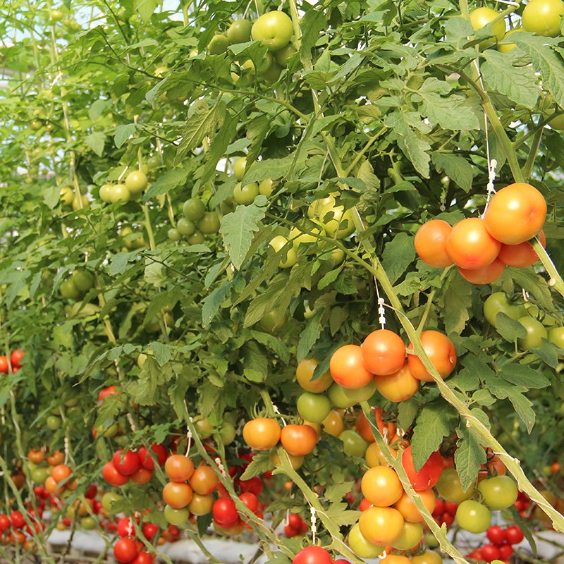Low Cost Plastic Film Agricultural Greenhouse With Auto Control System