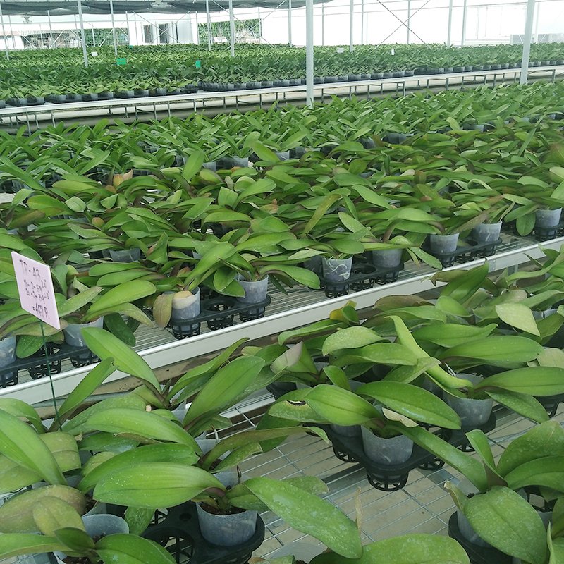 Low Cost Plastic Film Agricultural Greenhouse With Auto Control System
