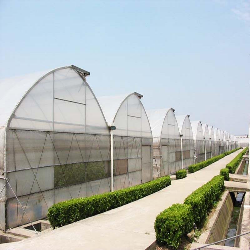Serre agricole multi-span Plastic film agricultural greenhouse metal frame tropical greenhouse