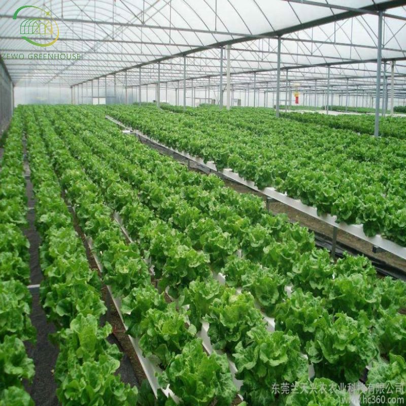 Cheap Single Span Commercial Tunnel/Plastic/Film Farm Agricultural Greenhouse from factory