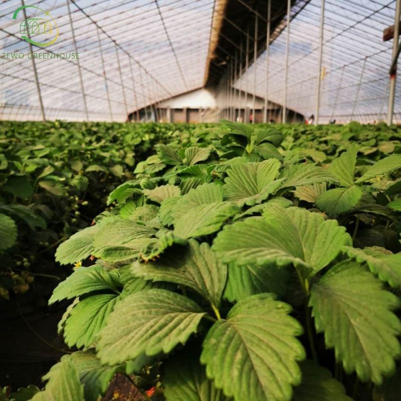 Cheap Single Span Commercial Tunnel/Plastic/Film Farm Agricultural Greenhouse from factory