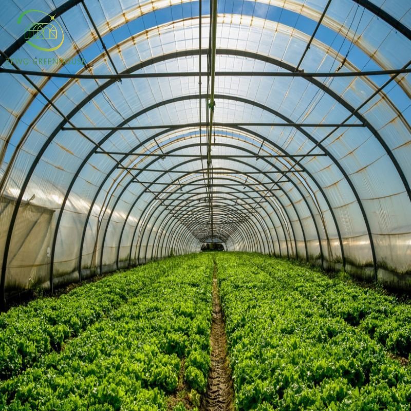 Cheap Single Span Commercial Tunnel/Plastic/Film Farm Agricultural Greenhouse from factory
