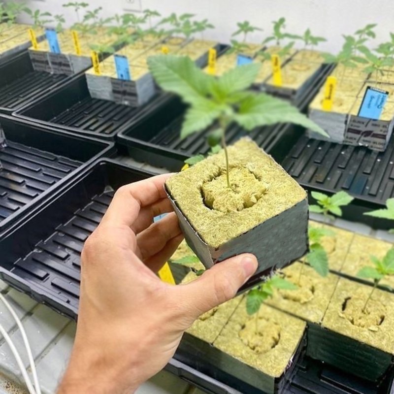 Free Sample Irrigation Culture Hydroponique Growing System Rock Wool Sprout Blocks Hydroponics Cube