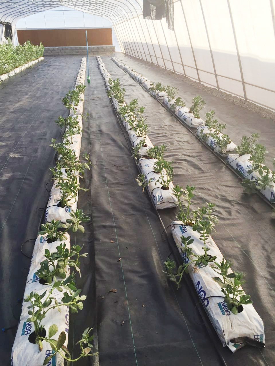 Green House Hydroponics System Greenhouse Invernaderos para tomates