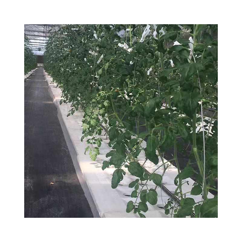 Commercial Agricultural Galvanized Steel Multi Span Plastic Film serre agricole Tomato Growing Drying House Greenhouse