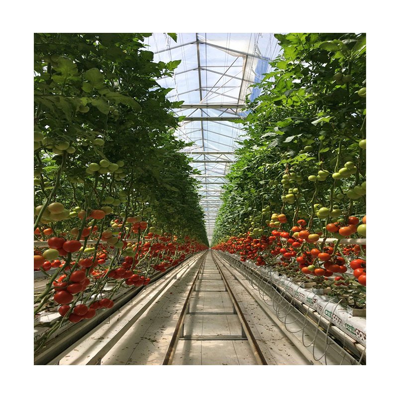 agricultural greenhouses polyethylene plastic film invernadero multi-span greenhouse tomato hydroponic green house