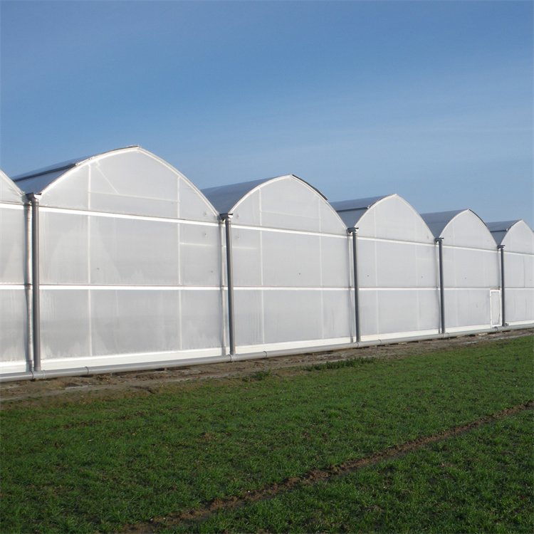 Baolida Agriculture vegetables growing automated controlled multi span greenhouse construction