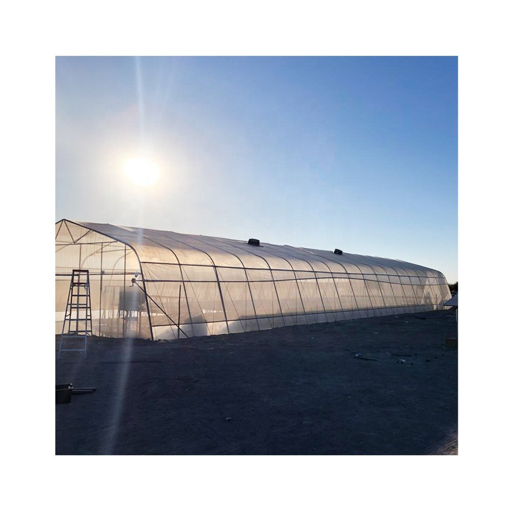 Galvanized steel Frame Single span PE Film greenhouse for Agriculture Low cost Tunnel greenhouse for flowers plant