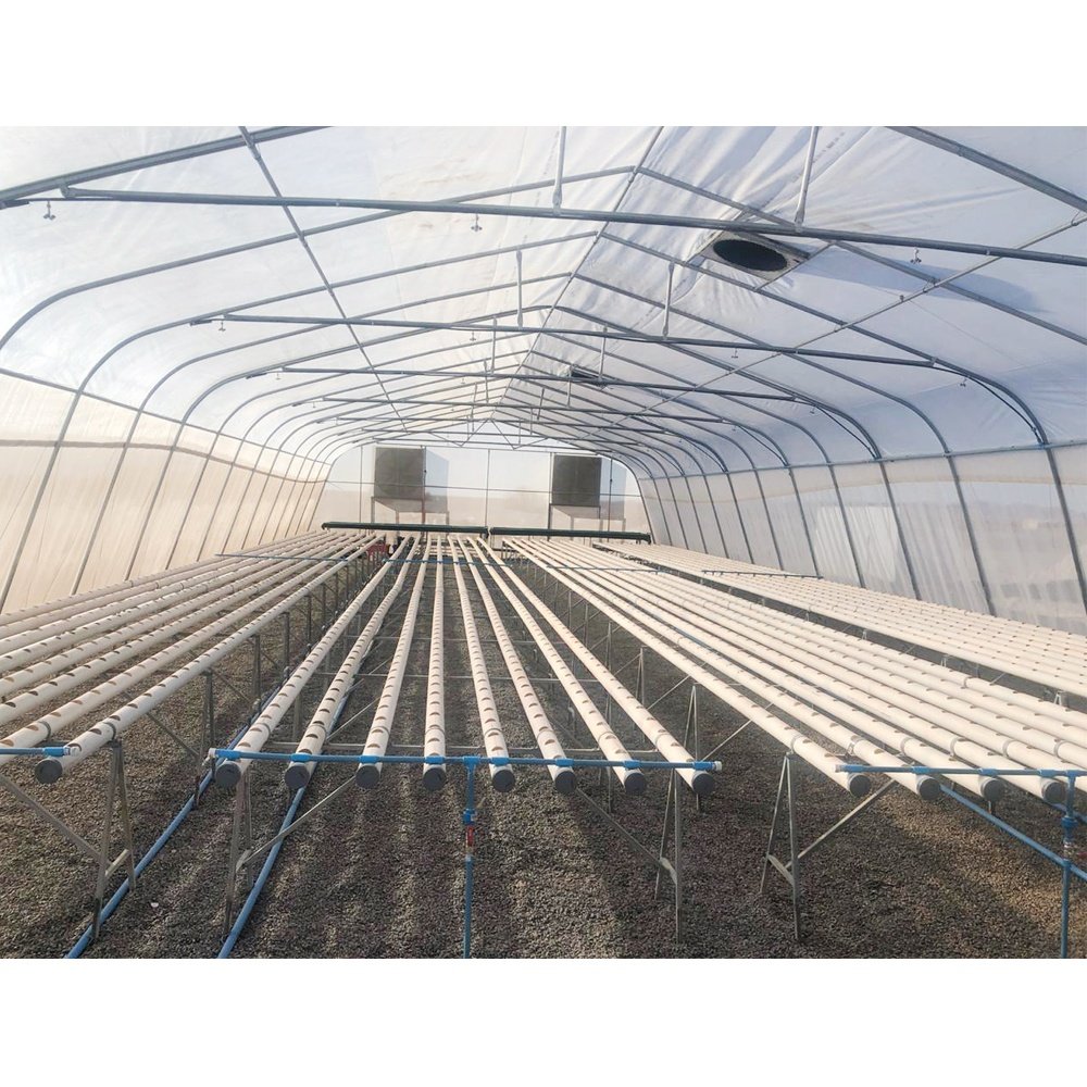 Galvanized steel Frame Single span PE Film greenhouse for Agriculture Low cost Tunnel greenhouse for flowers plant