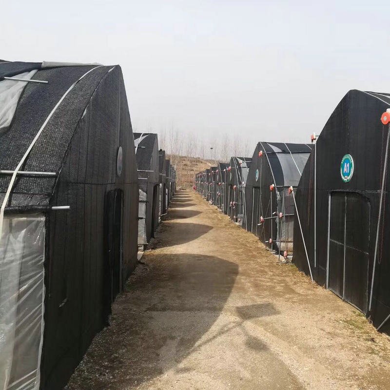 high quality hot sale Mushroom greenhouse agriculture used for sale