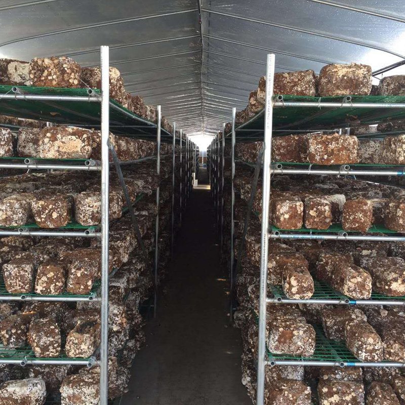 high quality hot sale Mushroom greenhouse agriculture used for sale