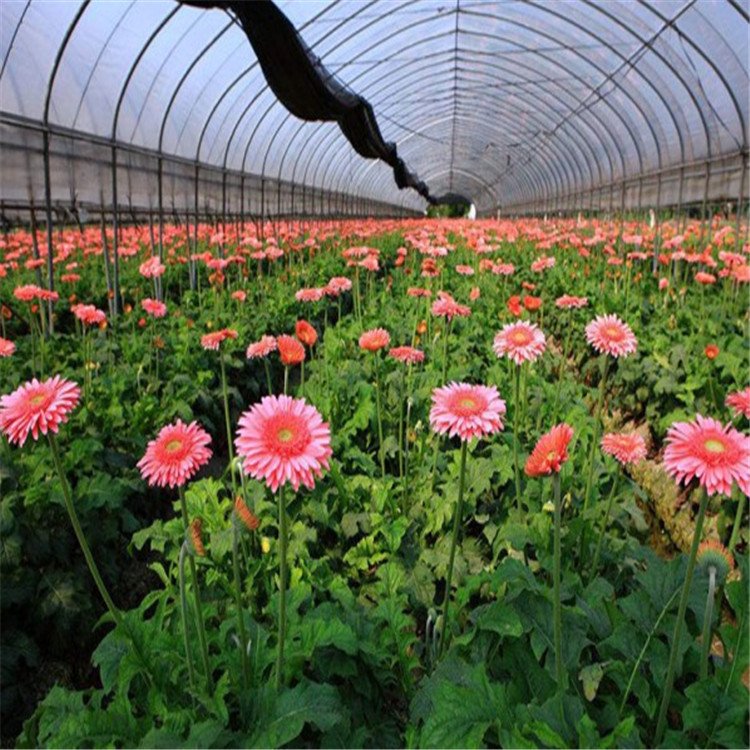 Automatic Temperature Control Planting Flower Greenhouse Supplier Hot Galvanized Steel