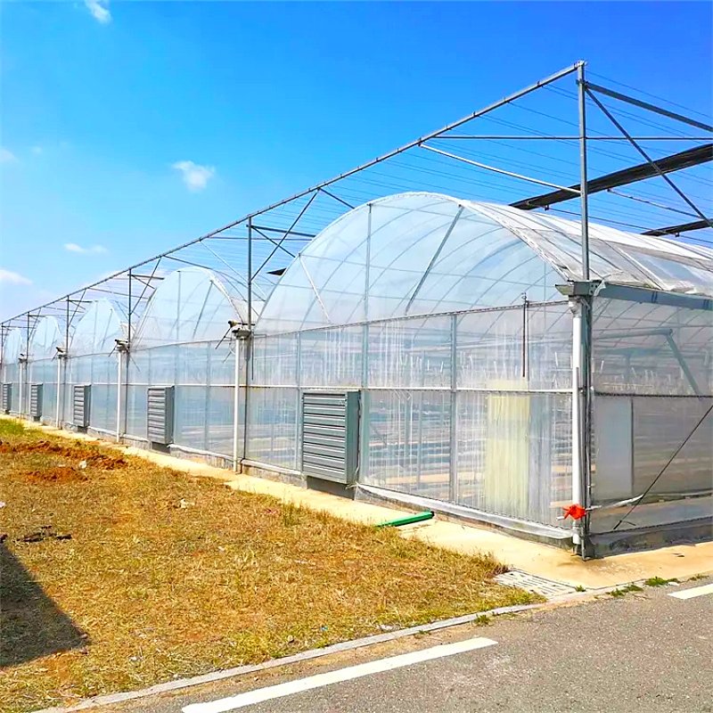 Small to Large Agriculture Polycarbonate Greenhouse with Double Layer Hydroponic System PE Film Plastic Steel Vertical Farming