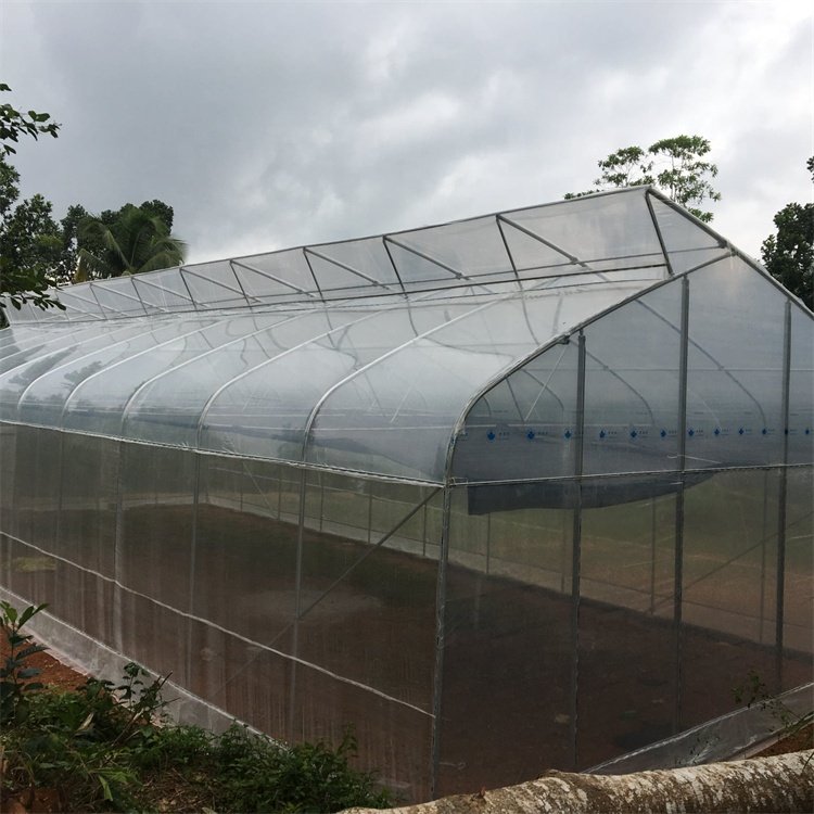 Gothic Greenhouses Tropical Hydroponic Growing Greenhouses Tomato Sawtooth Greenhouse