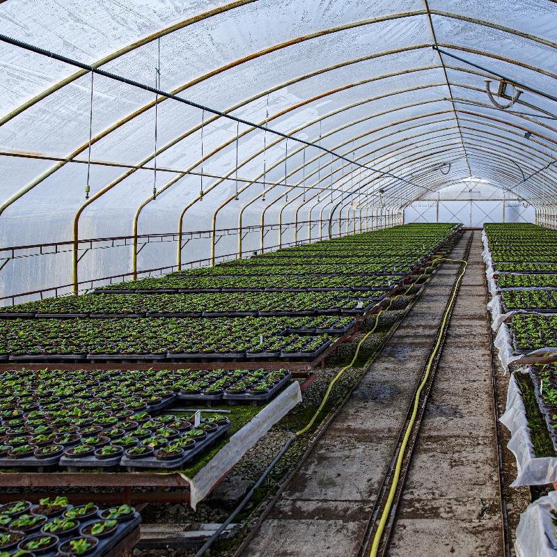 Hydroponics System for 10m 20m 50m Strawberry Fruits vegetables Tomato Planting Plastic Film Greenhouse
