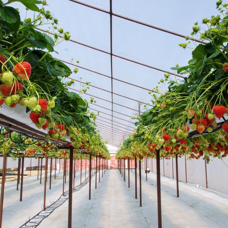 Hydroponics System for 10m 20m 50m Strawberry Fruits vegetables Tomato Planting Plastic Film Greenhouse