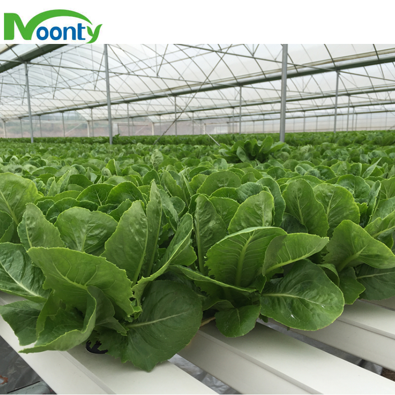 Agricultural Greenhouses Hydroponics Gully Vertical Farming Gutter Smart Garden NFT Grow