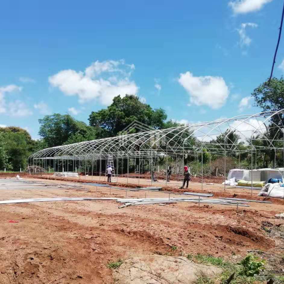 Stocked 10x50m commercial agricultural vegetable hothouse high tunnel greenhouse for sale