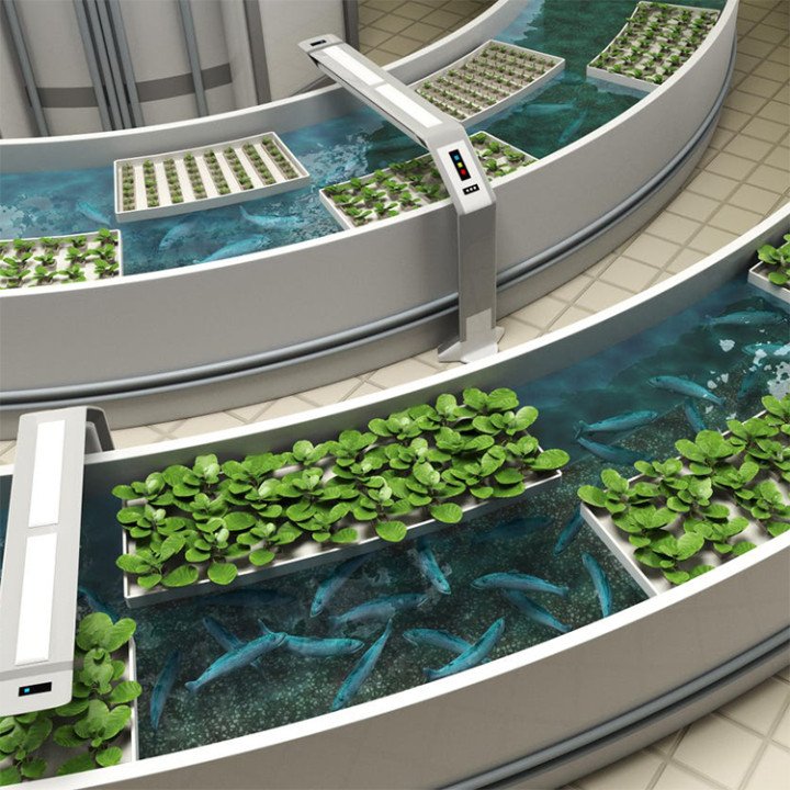 Easily Installed Polytunnel Fish Farm Agricultural Aquaponic Greenhouse