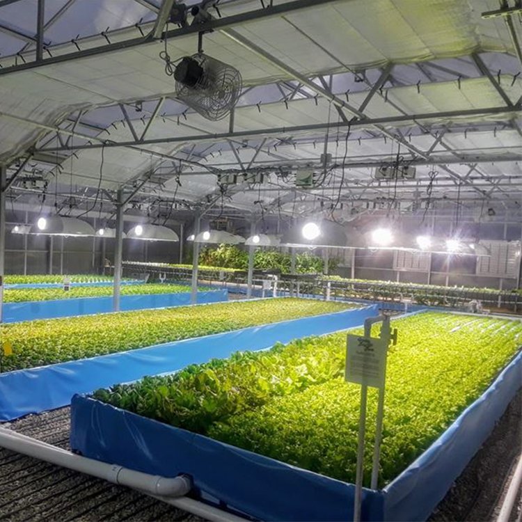 Easily Installed Polytunnel Fish Farm Agricultural Aquaponic Greenhouse