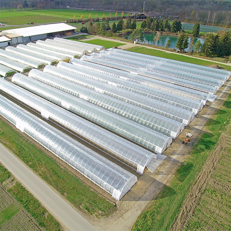 Easily Installed Polytunnel Fish Farm Agricultural Aquaponic Greenhouse