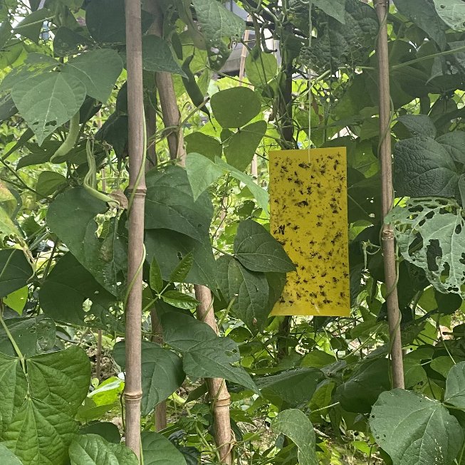 20*10 CM Yellow Traps Agricultural Greenhouses Pest Insects Killer Control Outdoor Yellow Sticky Trap Glue Board Insect Catcher