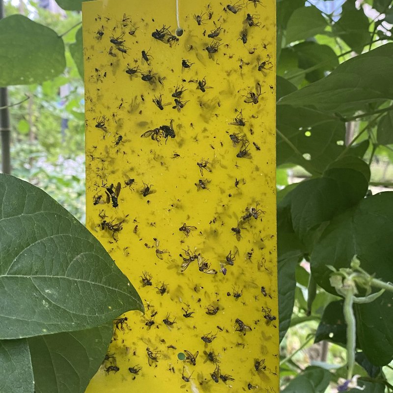 20*10 CM Yellow Traps Agricultural Greenhouses Pest Insects Killer Control Outdoor Yellow Sticky Trap Glue Board Insect Catcher