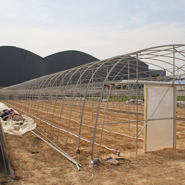 Durable PE/PO Film And Easy to Installed/Maintain Low-Cost Agricultural/Commercial Single Span Tunnel Greenhouse