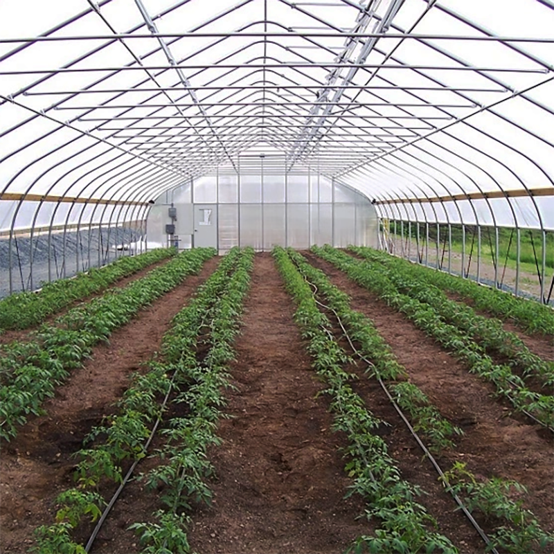 Wholesale High Tunnel Tomato Greenhouse with Shade Net Economic Agricultural Greenhouses for Export