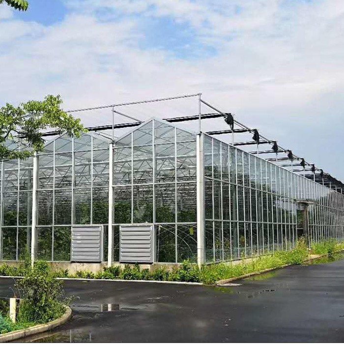 Metal Frame Agriculture Greenhouse For Tomatoes Agricultural Mushroom