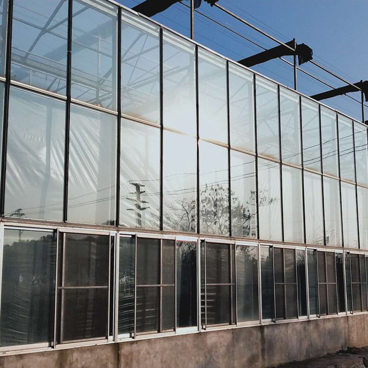 Metal Frame Agriculture Greenhouse For Tomatoes Agricultural Mushroom