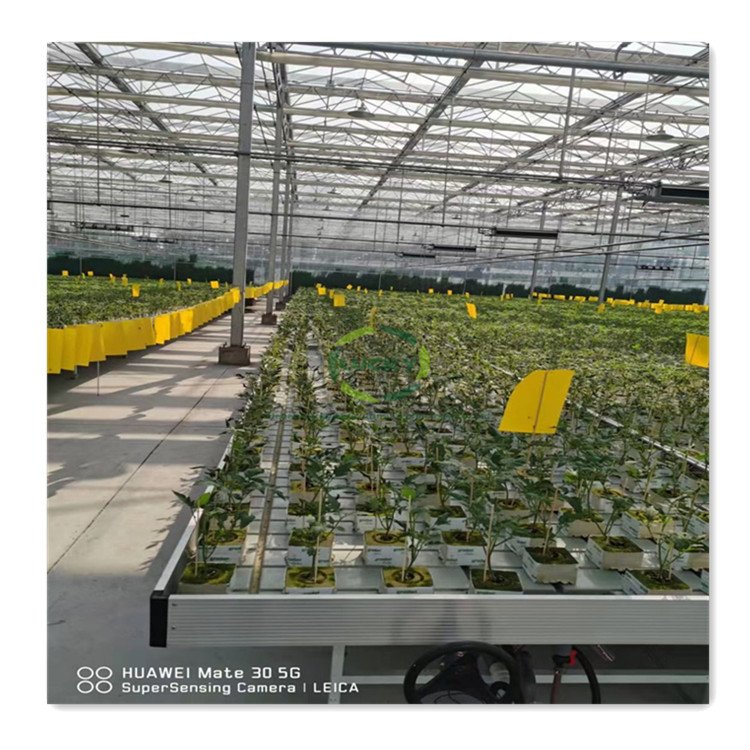 Self Watering Table Commercial Greenhouse Ebb And Flow Trays Hydroponic Growing System Automated Seedbed For Micro-Green