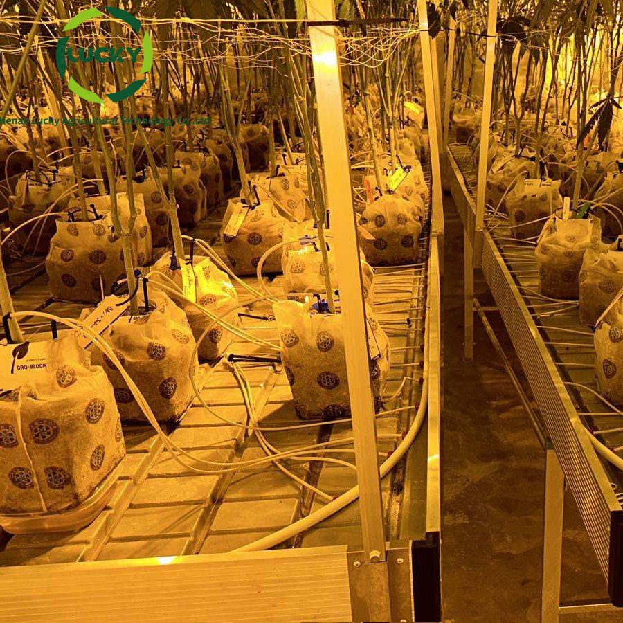 Self Watering Table Commercial Greenhouse Ebb And Flow Trays Hydroponic Growing System Automated Seedbed For Micro-Green